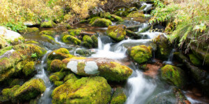 Water along the western slope of the Fraser Valley is collected by Denver Water and transported to the Front Range. Many of the streams have been de-watered.