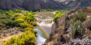 The Gila River flows throught the Gila Box Riparian National Conservation Area, east of Safford, AZ.