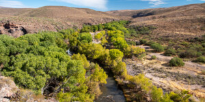 The Gila River flows throught the Gila Box Riparian National Conservation Area, east of Safford, AZ.