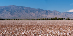 Cotton production in Safford AZ uses Gila River water as the river enters Arizona.