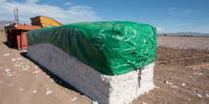 Cotton production in Safford AZ uses Gila River water as the river enters Arizona.