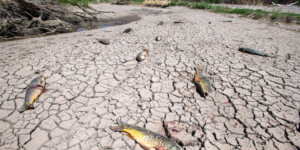 Severe drought combined with overuse of Gila River water resulted in a complete drying of the river in eastern Arizona and the death of the fish population.