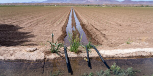 The farmers in Safford, AZ, use groundwater near the Gila River to irrigate their pastures. The Gila River Indians want to limit this use as it dewaters the river and endangers the tribe's water allotment.