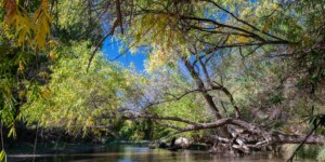 The Gila River flows throught the Gila Box Riparian National Conservation Area, east of Safford, AZ.