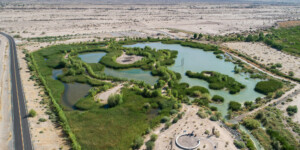 The Gila River tribe uses its water from the Central Arizona Project to create a wetland and aquifer recharge site next to the dry Gila River using native vegetation.