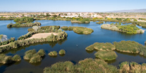 Tres Rios Wetlands uses treated city waste water from a nearby plant to create a wetland for wildlife and further water treatment.