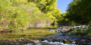 The Gila River flows throught the Gila Box Riparian National Conservation Area, east of Safford, AZ.