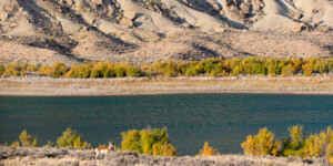 A pronghorn on the of the arms of Flaming Gorge Reservoir, UT.