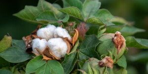 Cotton growing in Pinal Coutny, AZ.
