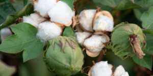 Cotton growing in Pinal Coutny, AZ.