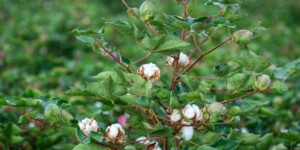 Cotton growing in Pinal Coutny, AZ.