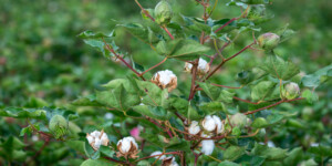 Cotton growing in Pinal Coutny, AZ.