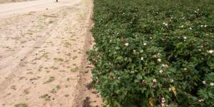 Cotton growing in Pinal Coutny, AZ.