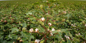 Cotton growing in Pinal Coutny, AZ.