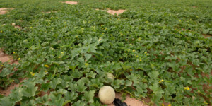 Melon growing in Pinal Coutny, AZ.