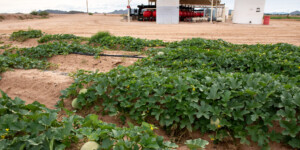 Melon growing in Pinal Coutny, AZ.