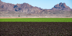 The Dome Valley, east of Yuma, AZ, is known for its winter lettuce and kale crops.  It's made fertile by the Gila Canal, supplying Colorado River water from the Imperial Dam.