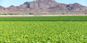 The Dome Valley, east of Yuma, AZ, is known for its winter lettuce and kale crops. It's made fertile by the Gila Canal, supplying Colorado River water from the Imperial Dam.