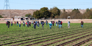 The Dome Valley, east of Yuma, AZ, is known for its winter lettuce and kale crops. It's made fertile by the Gila Canal, supplying Colorado River water from the Imperial Dam.