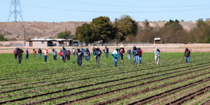 The Dome Valley, east of Yuma, AZ, is known for its winter lettuce and kale crops.  It's made fertile by the Gila Canal, supplying Colorado River water from the Imperial Dam.