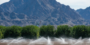 The Dome Valley, east of Yuma, AZ, is known for its winter lettuce and kale crops.  It's made fertile by the Gila Canal, supplying Colorado River water from the Imperial Dam.