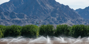 The Dome Valley, east of Yuma, AZ, is known for its winter lettuce and kale crops. It's made fertile by the Gila Canal, supplying Colorado River water from the Imperial Dam.