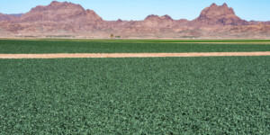 The Dome Valley, east of Yuma, AZ, is known for its winter lettuce and kale crops.  It's made fertile by the Gila Canal, supplying Colorado River water from the Imperial Dam.