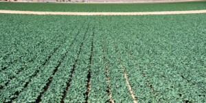 The Dome Valley, east of Yuma, AZ, is known for its winter lettuce and kale crops. It's made fertile by the Gila Canal, supplying Colorado River water from the Imperial Dam.