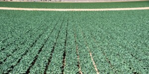 The Dome Valley, east of Yuma, AZ, is known for its winter lettuce and kale crops.  It's made fertile by the Gila Canal, supplying Colorado River water from the Imperial Dam.