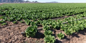 The Dome Valley, east of Yuma, AZ, is known for its winter lettuce and kale crops.  It's made fertile by the Gila Canal, supplying Colorado River water from the Imperial Dam.
