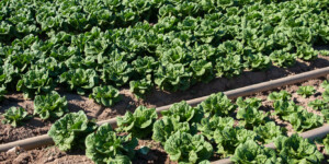 The Dome Valley, east of Yuma, AZ, is known for its winter lettuce and kale crops.  It's made fertile by the Gila Canal, supplying Colorado River water from the Imperial Dam.