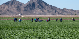 The Dome Valley, east of Yuma, AZ, is known for its winter lettuce and kale crops.  It's made fertile by the Gila Canal, supplying Colorado River water from the Imperial Dam.
