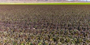 The Dome Valley, east of Yuma, AZ, is known for its winter lettuce and kale crops. It's made fertile by the Gila Canal, supplying Colorado River water from the Imperial Dam.