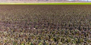 The Dome Valley, east of Yuma, AZ, is known for its winter lettuce and kale crops.  It's made fertile by the Gila Canal, supplying Colorado River water from the Imperial Dam.