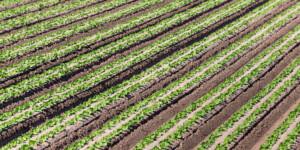 The Dome Valley, east of Yuma, AZ, is known for its winter lettuce and kale crops. It's made fertile by the Gila Canal, supplying Colorado River water from the Imperial Dam.