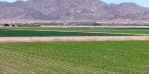 The Dome Valley, east of Yuma, AZ, is known for its winter lettuce and kale crops.  It's made fertile by the Gila Canal, supplying Colorado River water from the Imperial Dam.