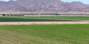 The Dome Valley, east of Yuma, AZ, is known for its winter lettuce and kale crops. It's made fertile by the Gila Canal, supplying Colorado River water from the Imperial Dam.