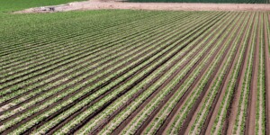 The Dome Valley, east of Yuma, AZ, is known for its winter lettuce and kale crops. It's made fertile by the Gila Canal, supplying Colorado River water from the Imperial Dam.