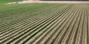 The Dome Valley, east of Yuma, AZ, is known for its winter lettuce and kale crops.  It's made fertile by the Gila Canal, supplying Colorado River water from the Imperial Dam.