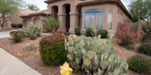 New residential developments in North Phoenix have scrapped lawns for desert landscaping, greatly reducing water use.