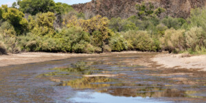 The Rio Grande, downstream of Elephant Butte Reservoir, near Truth or Consequences, N.M., in August 2022.
©Mitch Tobin Usage rights are granted for editorial and nonprofit purposes only. No commercial or re-sale rights are granted without permission of the photographer. https://waterdesk.org/multimedia/license/