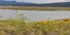 Heron Lake, a reservoir that stores water for the San Juan-Chama Project in northern New Mexico, on August 19, 2022.
© Mitch Tobin. Usage rights are granted for editorial and nonprofit purposes only. No commercial or re-sale rights are granted without permission of the photographer. Full use and licensing information can be found here: https://waterdesk.org/multimedia/license
