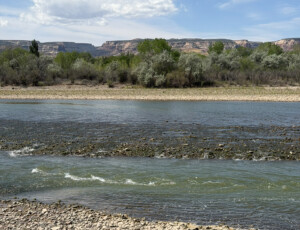 The Colorado River reached an extremely low level on April 22, 2026, shown here near Dos Rios Park in Grand Junction, Colo. Record low winter snowpack and heavy diversion in the agricultural Grand Valley contributed to the low flows. © Luke Runyon. Usage rights are granted for editorial and nonprofit purposes only. No commercial or re-sale rights are granted without permission of the photographer.