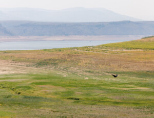 Low water levels at Colorado's Blue Mesa Reservoir on July 1, 2026. ©Mitch Tobin Usage rights are granted for editorial and nonprofit purposes only. No commercial or re-sale rights are granted without permission of the photographer.