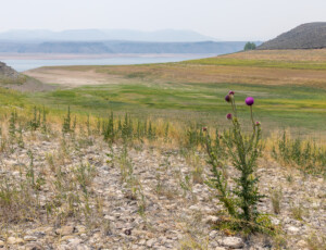 Low water levels at Colorado's Blue Mesa Reservoir on July 1, 2026. ©Mitch Tobin Usage rights are granted for editorial and nonprofit purposes only. No commercial or re-sale rights are granted without permission of the photographer.