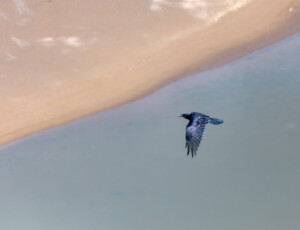 A raven flies above McPhee Reservoir, along the Dolores River, in southwest Colorado, on September 2, 2026. ©Mitch Tobin Usage rights are granted for editorial and nonprofit purposes only. No commercial or re-sale rights are granted without permission of the photographer.