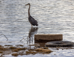 A great blue heron at McPhee Reservoir, along the Dolores River, in southwest Colorado, on September 2, 2026. ©Mitch Tobin Usage rights are granted for editorial and nonprofit purposes only. No commercial or re-sale rights are granted without permission of the photographer.