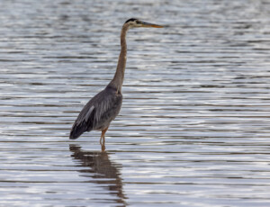 A great blue heron at McPhee Reservoir, along the Dolores River, in southwest Colorado, on September 2, 2026. ©Mitch Tobin Usage rights are granted for editorial and nonprofit purposes only. No commercial or re-sale rights are granted without permission of the photographer.