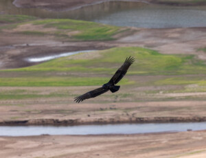 A turkey vulture flies above McPhee Reservoir, along the Dolores River, in southwest Colorado, on September 2, 2026. ©Mitch Tobin Usage rights are granted for editorial and nonprofit purposes only. No commercial or re-sale rights are granted without permission of the photographer.