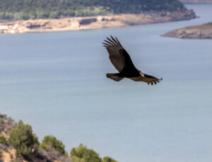 A turkey vulture flies above McPhee Reservoir, along the Dolores River, in southwest Colorado, on September 2, 2026. ©Mitch Tobin Usage rights are granted for editorial and nonprofit purposes only. No commercial or re-sale rights are granted without permission of the photographer.